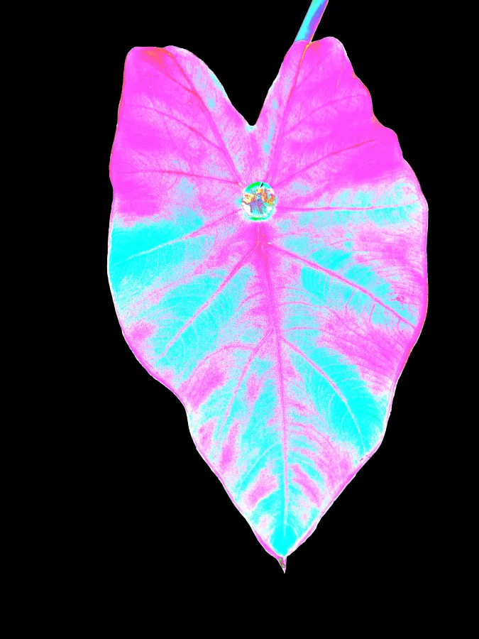 An elephant ear leaf rendered in hot pink and cyan