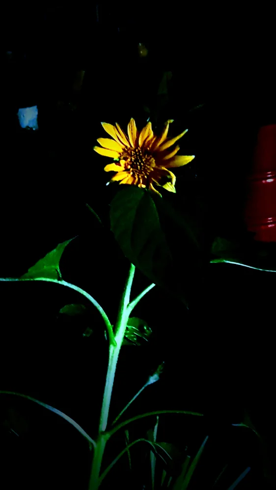 A single sunflower lit against the night